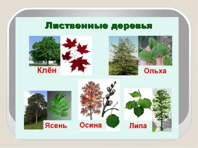 В какие месяцы деревья растут быстрее всего? Весной, летом? Обычные лиственные  деревья средней полосы.» — Яндекс Кью
