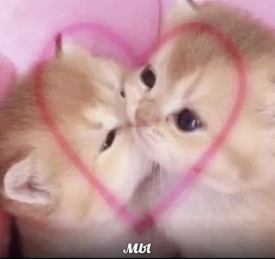 Pin by Kriska on Милые любовные пикчи | Animals, Cats, Cute cats