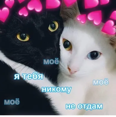 Пин от пользователя Veronika на доске Любовные мемы | Пушистые котята,  Кошачьи фотографии, Смешные валентинки