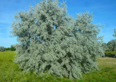 Лох серебристый(Eleagnus argenta)