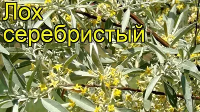 Лох серебристый саженцы (дикая маслина) саджанці Elaeagnus commutata(н ✔️  50 грн. ᐉ Другие семена в Бердянске на BON.ua 75908008