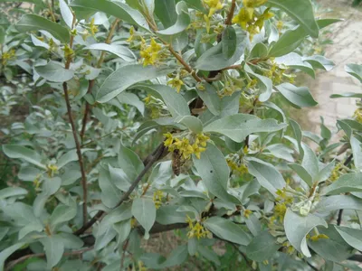 Лох серебристый (Elaeagnus commutata) - «Серебряные листики нравятся всем. ЛОХ  серебристый: посадка, уход, фото вредителей. Рост без сорняков - при помощи  Спанбонда» | отзывы