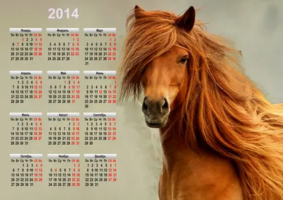 Фото 2014 Лошади календаря Животные 3500x2473