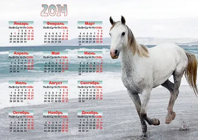 Купить монету 1 лира 2014 «Лошадь Байерли Тюрк (Фауна)» Турция в  интернет-магазине
