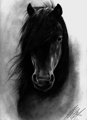 Лошадь черно белый рисунок - 69 фото