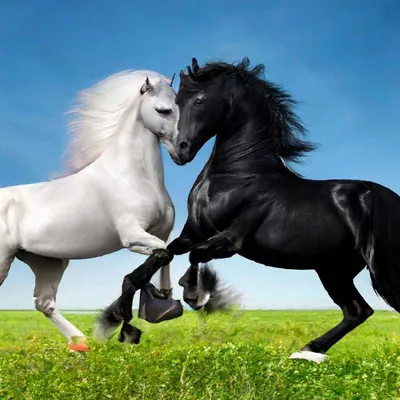 черно-белая андалузская лошадь в движении Стоковое Изображение -  изображение насчитывающей отечественно, профиль: 236302353