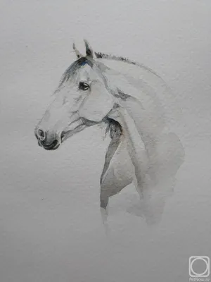Фотообои Чёрно-белые лошади на стену. Купить фотообои Чёрно-белые лошади в  интернет-магазине WallArt