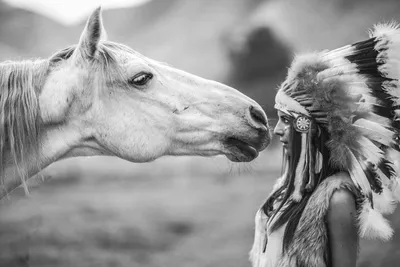 Лошадь White Black Bay, Черно Белая Лошадь, бело-черная лошадь, лошадь,  белый, животные png | PNGWing
