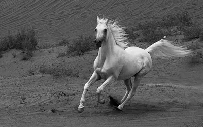 Черно-белая красота природы, лошадь» — создано в Шедевруме