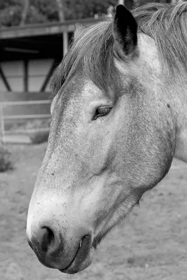 Лошадь. Черно-белые векторные объекты . Векторное изображение ©goodgraphic  195882018