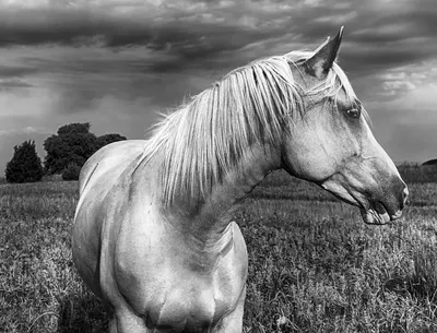 рисунок Конь клипарт черно белый PNG , рисунок лошади, рисунок губ, черно  белый рисунок PNG картинки и пнг PSD рисунок для бесплатной загрузки