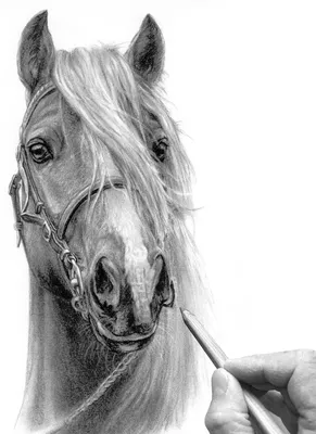 Фотообои «Дикие лошади чёрно-белое фото»