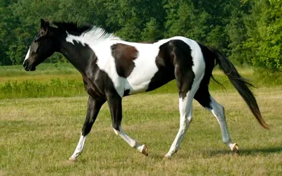 Картинка Черно-белая лошадь » Лошади картинки скачать бесплатно (310 фото)  - Картинки 24 » Картинки 24 - скачать картинки бесплатно