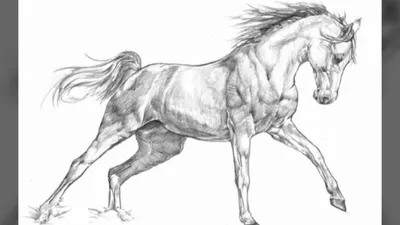 Черно-белая лошадь, цветок, настенный художественный постер на холсте,  печать в скандинавском стиле, любовь, простой Набор для вышивки крестиком,  украшение для дома, подарок | AliExpress