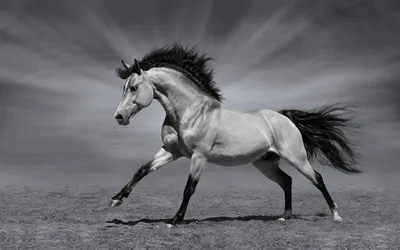 черно белое фото двух лошадей в воде, черно белые изображения лошадей фон  картинки и Фото для бесплатной загрузки