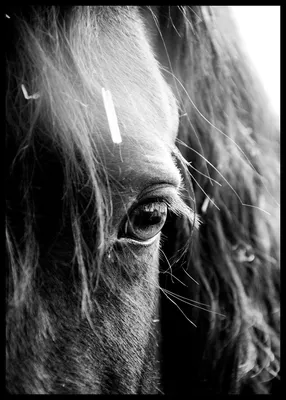 Фотообои Запряжённая лошадь черно белый портрет артикул Anm-210 купить в  Екатеринбурге | интернет-магазин ArtFresco