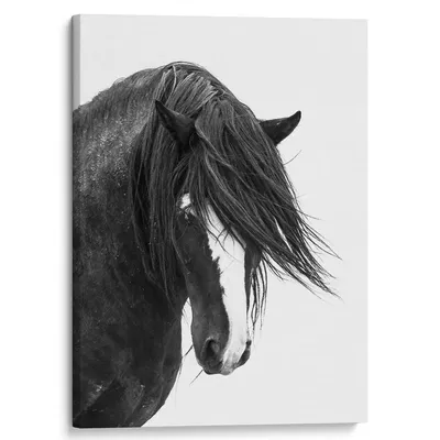 Черно Белая Лошадь Седлом Хвостом Векторное Цирковое Животное Значок  Праздничной Векторное изображение ©LexiClaus 537006298