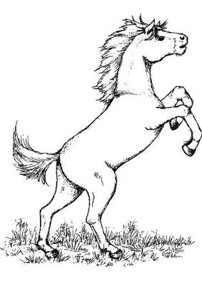 Силуэт скачущей лошади рисунок - 64 фото