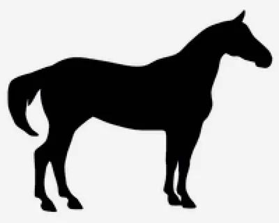 Иллюстрация Черно-белая лошадь в стиле животные | Illustrators.ru