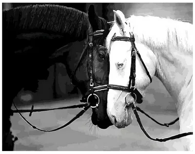 белая лошадь черно белое фото · Бесплатные стоковые фото