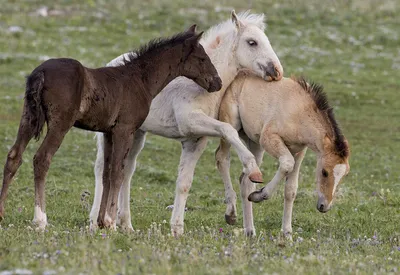 Пинтабская лошадь (жеребенок) | Товары для конного спорта Equine House