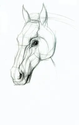Лошадь на белом фоне Рисунок от руки Иллюстрация вектора - иллюстрации  насчитывающей линия, ферма: 159775062