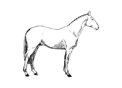 Иллюстрация Лошадь контур в стиле академический рисунок, графика,