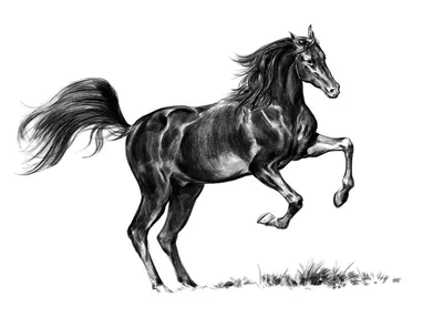 Файл:Лермонтов Скачущая неоседланная лошадь. Рисунок пером.jpg — Википедия