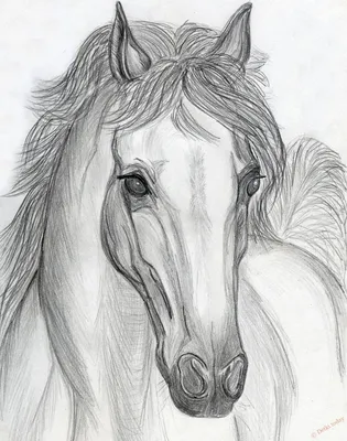 Рисунок лошади пошагово - 50 фото