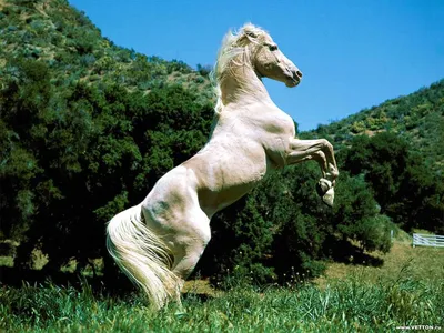 Лошадь на дыбах | Horses, Most beautiful horses, Animals beautiful