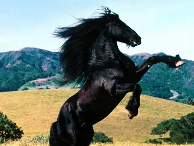 лошадь с воином на дыбах - Поиск в Google | Big horses, Bay horse, Horses