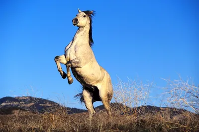 Фото Лошадь стоящая на дыбах, by Katerina Nord