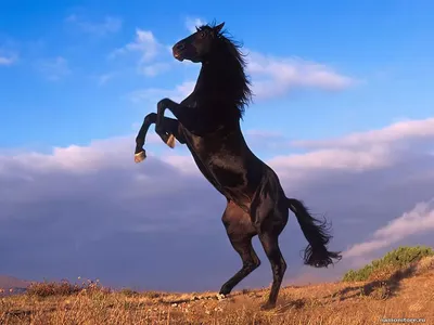 Конь на дыбах
