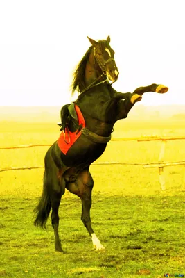 Фото Лошадь, стоящая на дыбах