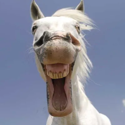 Альбинос Лошадь Альбинос-Лошадь - Бесплатное фото на Pixabay - Pixabay