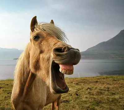 Лошадь с чувством лошади Humorthe ржет зубы маленького жизнерадостного  осленка хорошие Стоковое Фото - изображение насчитывающей грива,  млекопитающее: 192482930