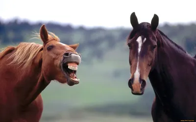 ⚠️Попробуй не засмеяться‼️😂 #лошадь #конныйспорт #смешноевидео #спорт... |  TikTok