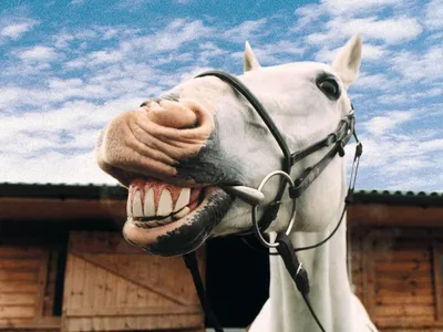 подкова лошадь смеется картинки: 8 тыс изображений найдено в  Яндекс.Картинках | Horses, Horse care, Cute horses