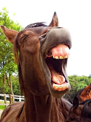 Смеясь над лошадь - конец-вверх Стоковое Изображение - изображение  насчитывающей ржет, смех: 110404705
