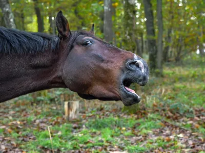 Рисунок улыбающейся лошади - 68 фото