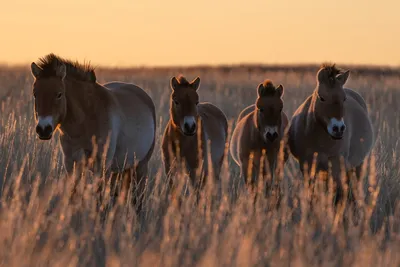 Мороз и лошадь: как живут четвероногие аборигены в Якутии | Фотогалереи |  Известия