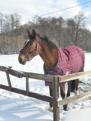 Тарпановидная лошадь в заказнике «Налибокский»: эффект не только  экологический, но и экономический