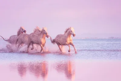 Лошади Пржевальского: как вольные степные скакуны живут в Оренбургском  заповеднике