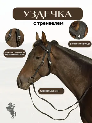 К чему снятся лошади - 7Дней.ру