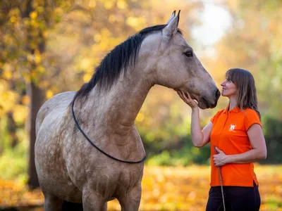 Грива лошади (62 фото) | Коричневая лошадь, Красивые лошади, Лошади