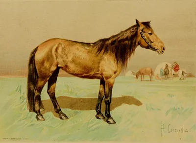 Лошади КСК Левадия, horse | Лошади, фотографии лошадей, фото… | Flickr