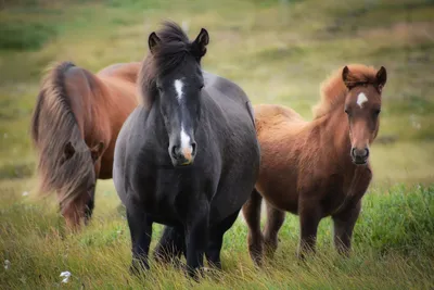 Лошади Камарильо: Единственная порода истинно белых лошадей. Настолько  редкие, что сейчас их насчитывают всего 20 штук в мире! | Книга животных |  Дзен