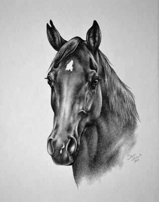 Как нарисовать лошадь карандашом поэтапно для начинающих | Рисунки  животных, Конское искусство, Лошади