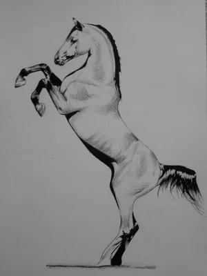 Как нарисовать лошадь на дыбах карандашом поэтапно