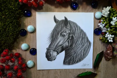 Дикая природа Freehand иллюстрации рисунка карандаша голову лошади животные  Иллюстрация штока - иллюстрации насчитывающей монохромный, конематка:  213790450